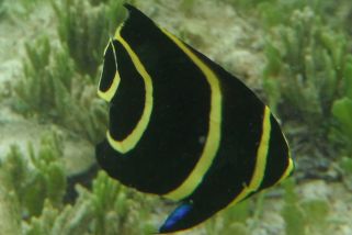 Pomacanthus paru - Franzosenkaiser (Franzosen-Kaiserfisch)